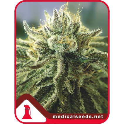 Canadian Kush 2.0 Medical Seeds