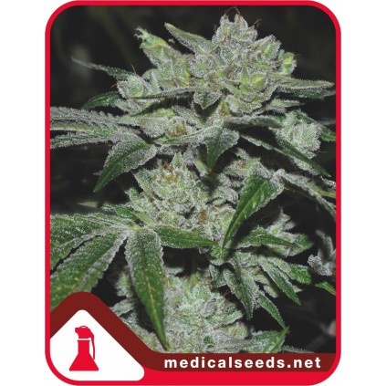 Sour Glue Medical Seeds