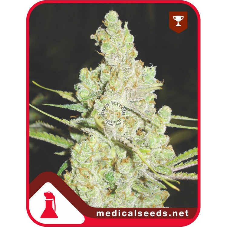 1024 Medical Seeds