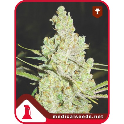 1024 Medical Seeds