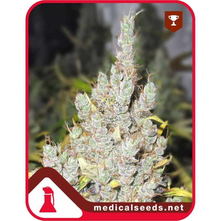 2046 Medical Seeds