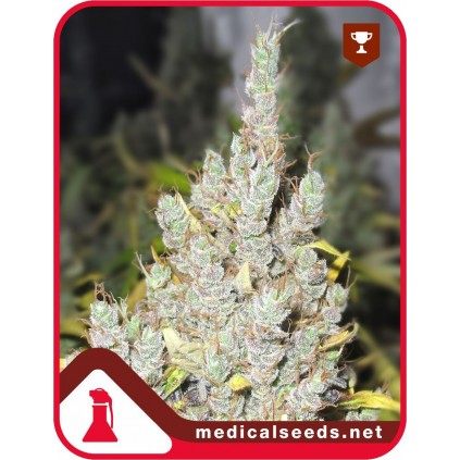 2046 Medical Seeds