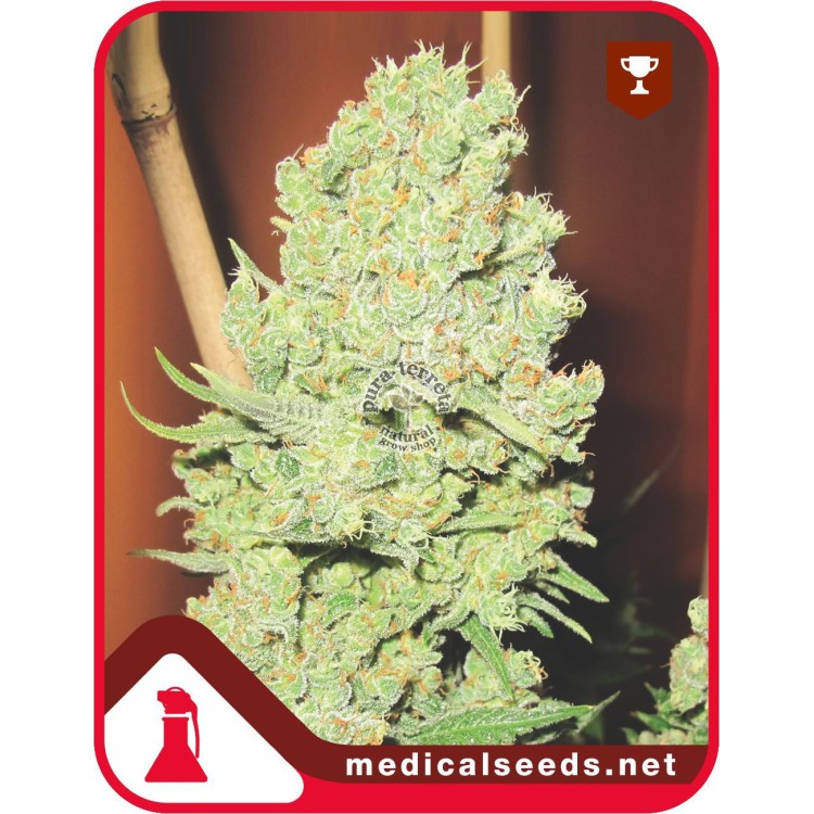 Channel +  Medical Seeds