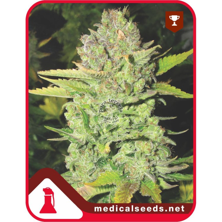 Devil Fruit  Medical Seeds