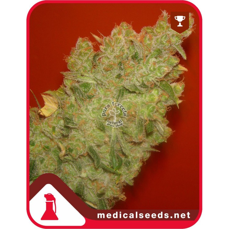 Jack La Mota Medical Seeds
