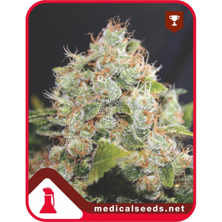 Bcn Sour Diesel Medical Seeds