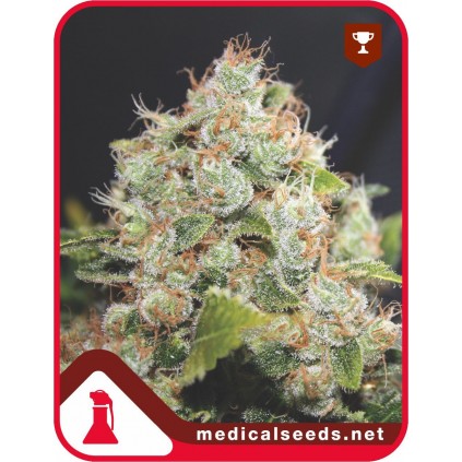 Bcn Sour Diesel Medical Seeds