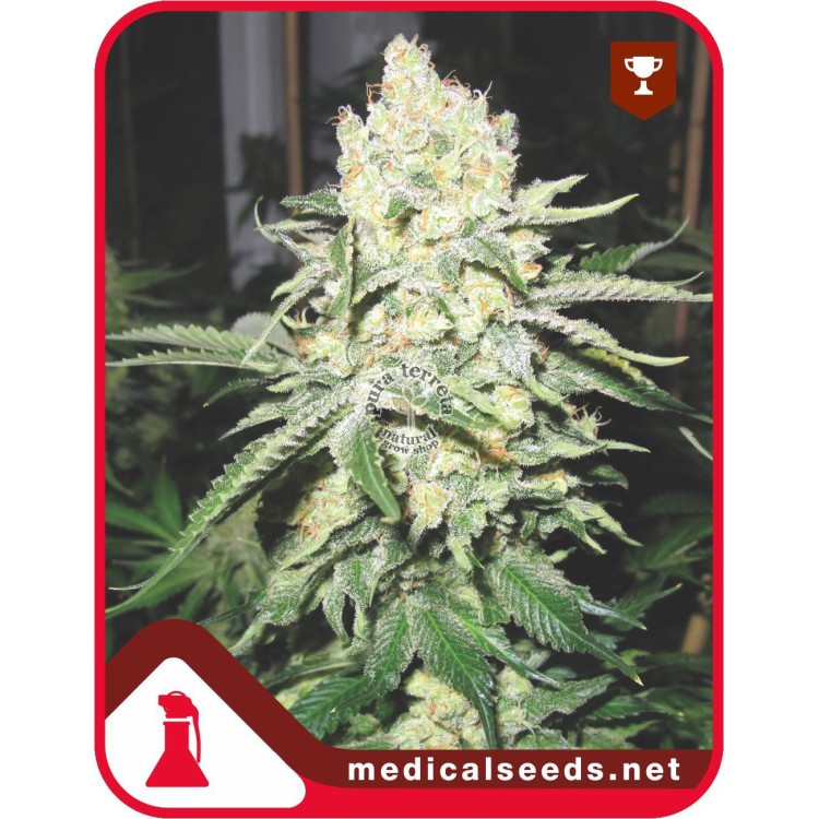 No Name Medical Seeds