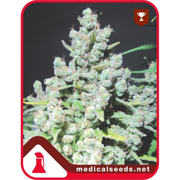 Malakoff Medical Seeds