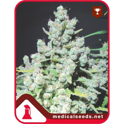 Malakoff Medical Seeds