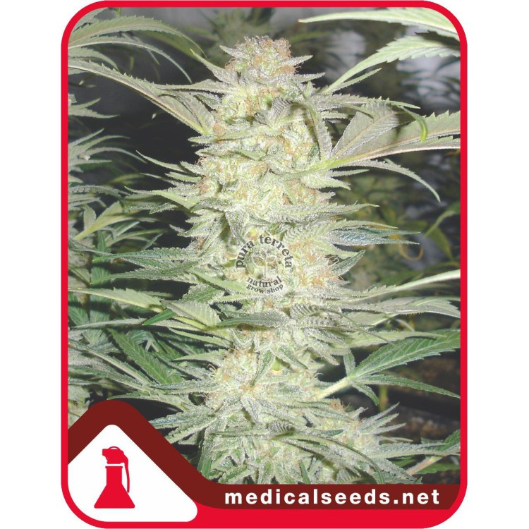 White Widow  Medical Seeds