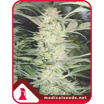 White Widow  Medical Seeds