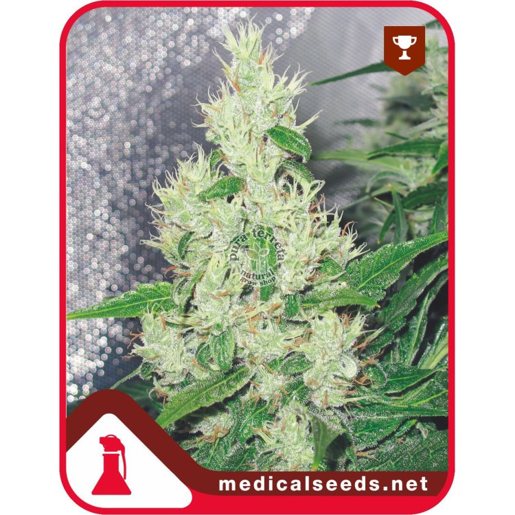 Y Griega Medical Seeds