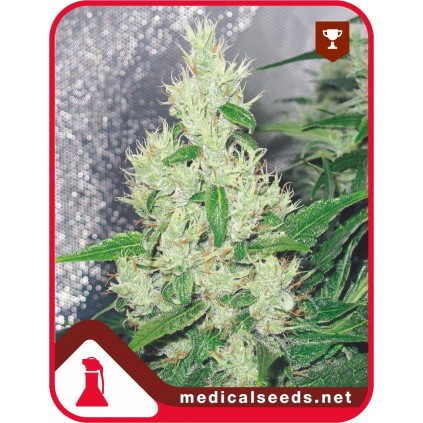 Y Griega Medical Seeds