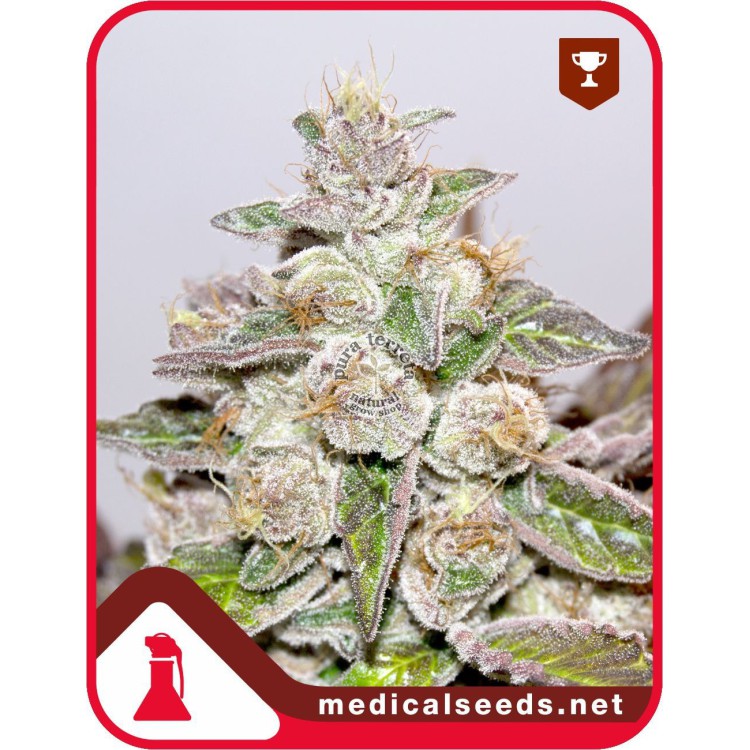 Mendocino Purple Kush