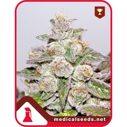 Mendocino Purple Kush