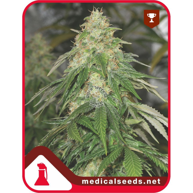 Some Sweet Medical Seeds