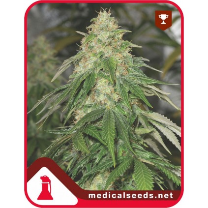 Some Sweet Medical Seeds