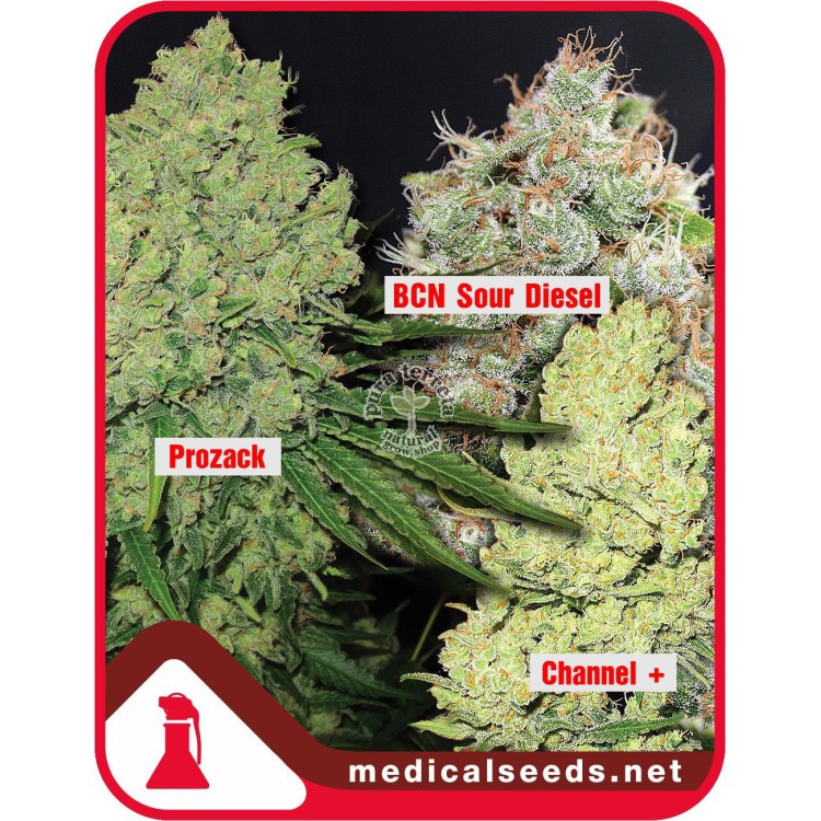 Colección 1  Medical Seeds