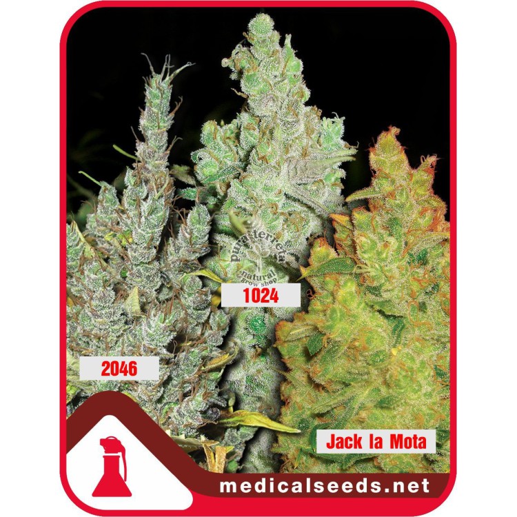 Colección 2 Medical Seeds