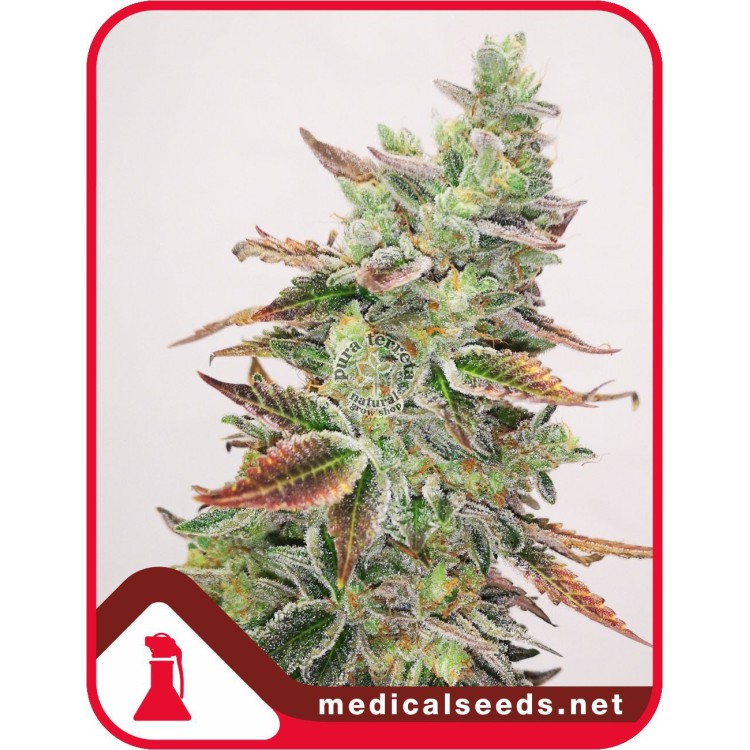 Banana Purp Medical Seeds