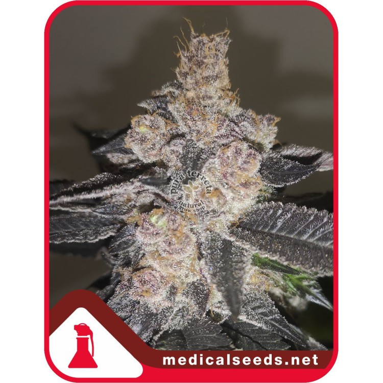 Gelato 242 Medical Seeds