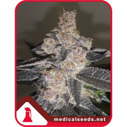 Gelato 242 Medical Seeds