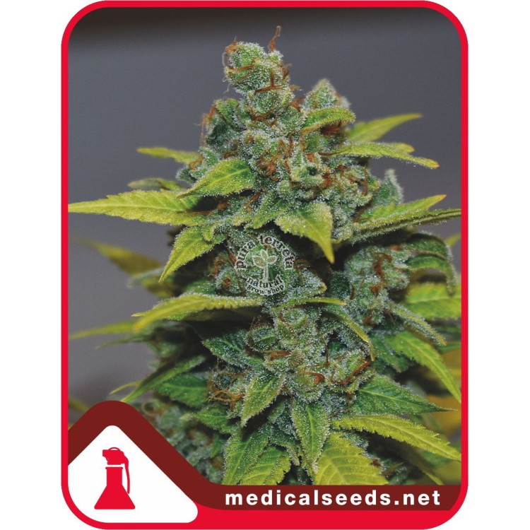 Banana Zkittlez Medical Seeds