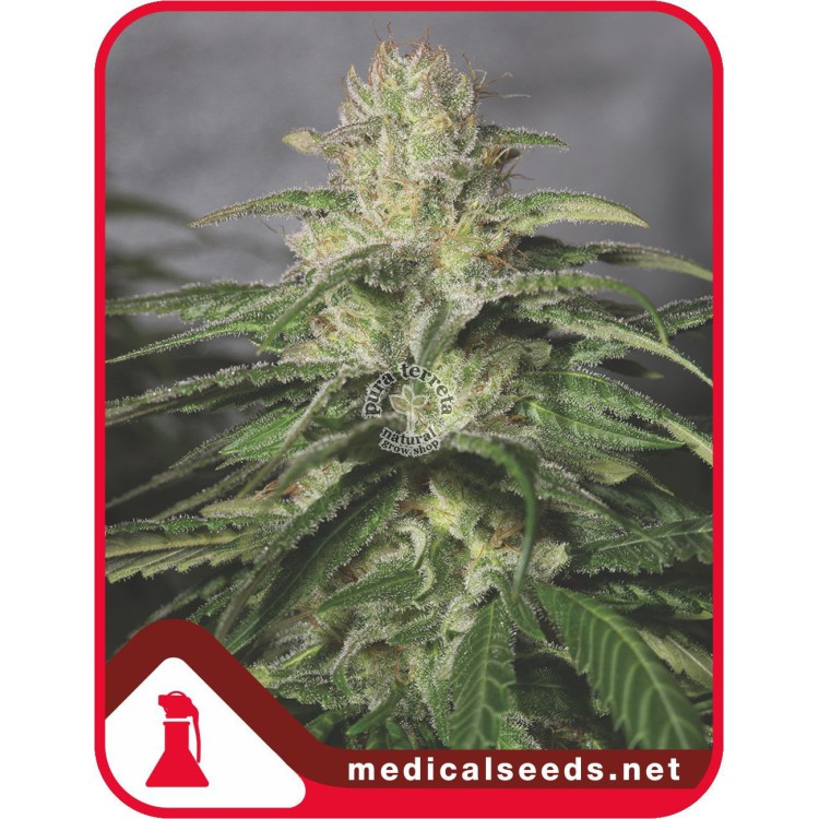 Og Kush CBD Medical seeds