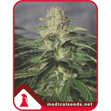 Og Kush CBD Medical seeds
