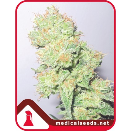 Y Griega CBD Medical seeds
