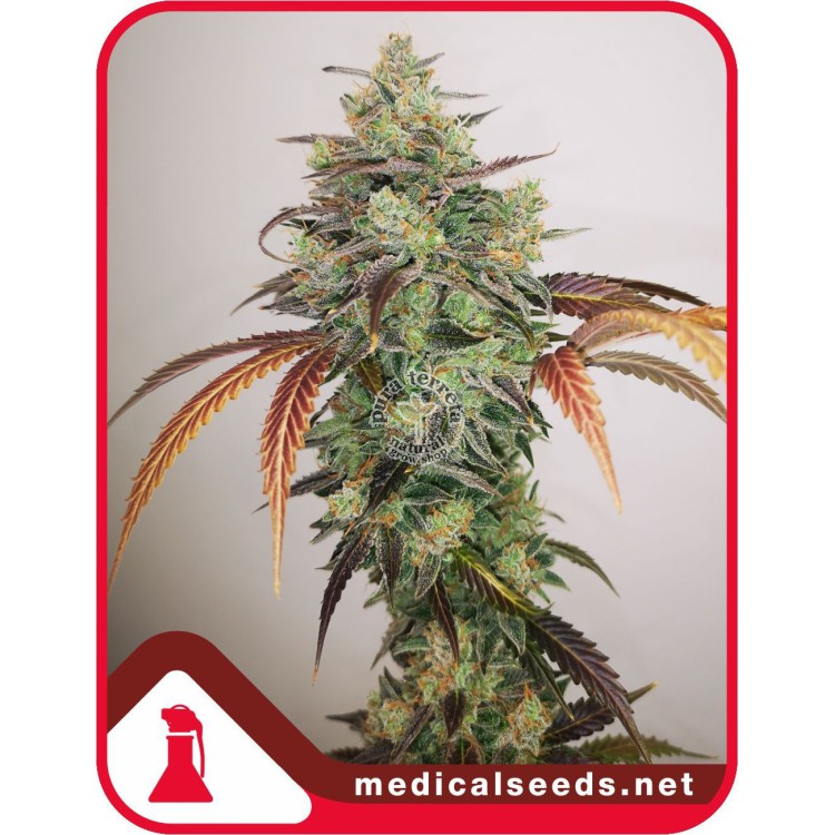Y Griega CBD 2.0 Medical seeds
