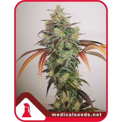 Y Griega CBD 2.0 Medical seeds