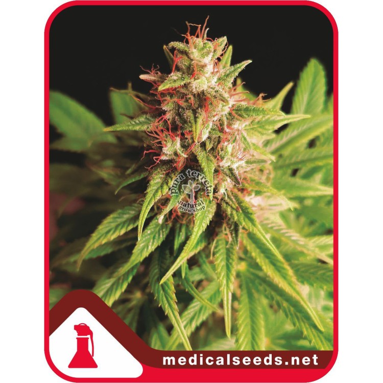 Red Cross CBD Medical seeds