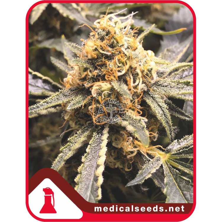 Recovery CBD Medical seeds