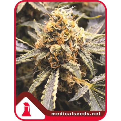 Recovery CBD Medical seeds