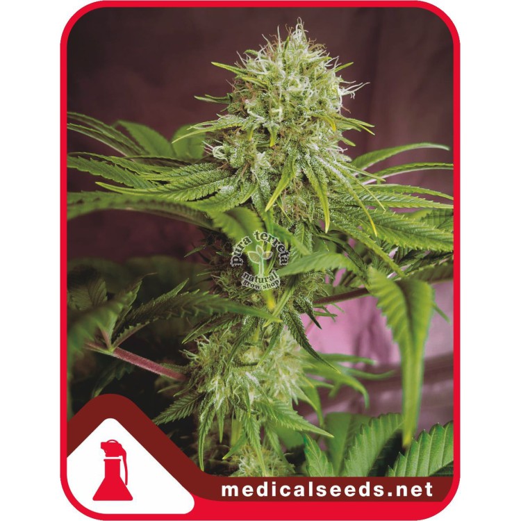 Elixir Vitae CBD Medical seeds
