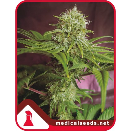Elixir Vitae CBD Medical seeds