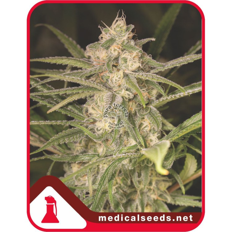 No Name Auto Medical Seeds