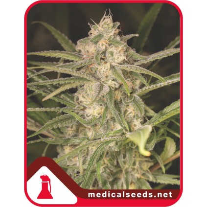 No Name Auto Medical Seeds