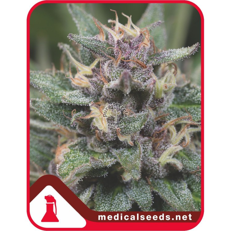 Bluehell Auto Medical Seeds