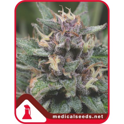 Bluehell Auto Medical Seeds