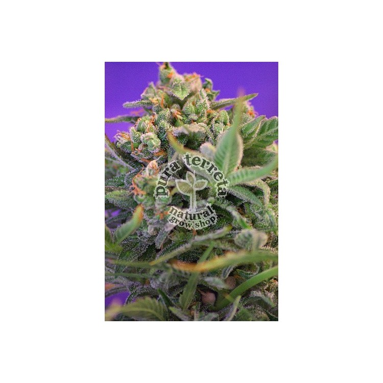 Sweet Cheese Sweet seeds