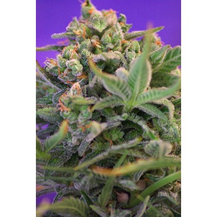 Sweet Cheese Sweet seeds