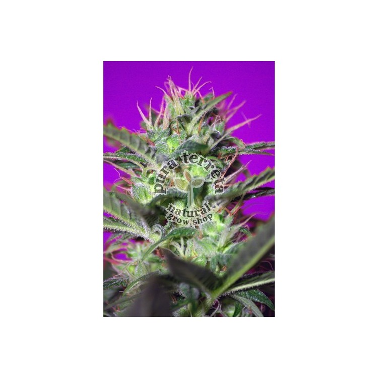 Botafumeiros Sweet seeds