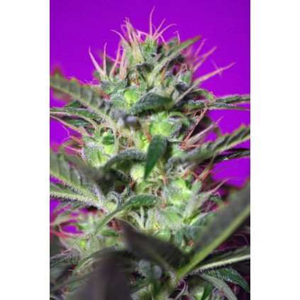 Botafumeiros Sweet seeds