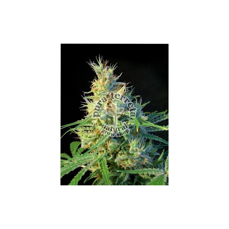 Psicodelicia Sweet seeds