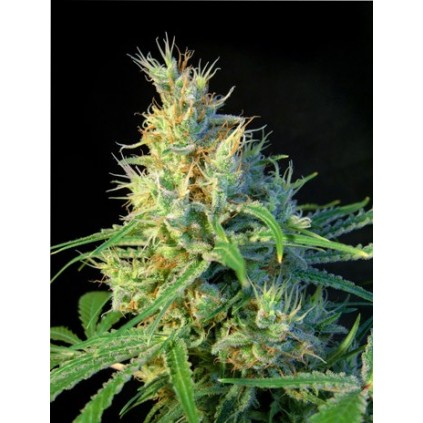 Psicodelicia Sweet seeds