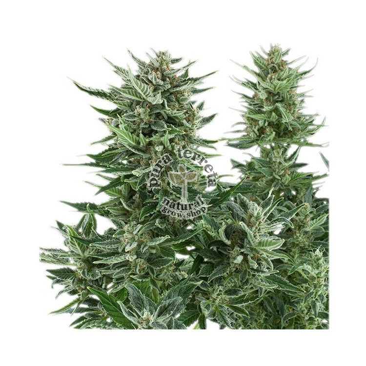 Easy Bud Automatic RQS