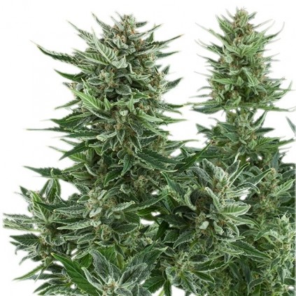 Easy Bud Automatic RQS